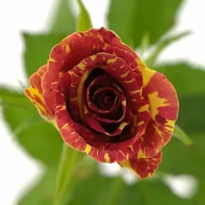 Červená,žlutá růže WIZARD 40cm