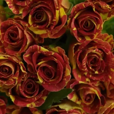 Červená,žlutá růže WIZARD 40cm