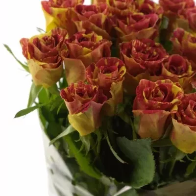 Červená,žlutá růže WIZARD 40cm