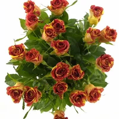 Červená,žlutá růže WIZARD 40cm