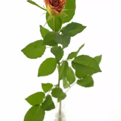 Červená,žlutá růže WIZARD 40cm