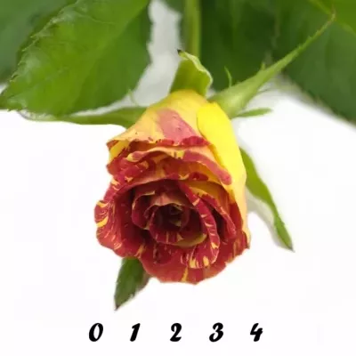 Červená,žlutá růže WIZARD 40cm