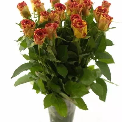 Červená,žlutá růže WIZARD 40cm