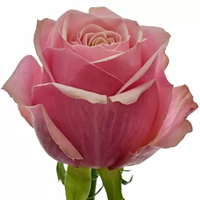 Růžová růže LADY EVE 50cm (L)