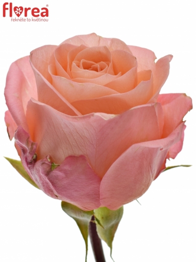 Růžová růže LADY MARGARET 80cm (XL)