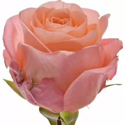 Růžová růže LADY MARGARET 50cm (L)