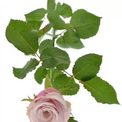 ROSA LADY RAPHAELA 60cm (XL)