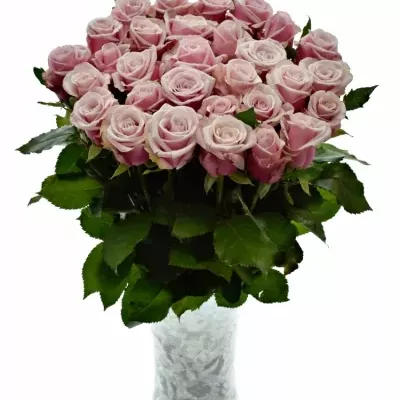 ROSA LADY RAPHAELA 60cm (XL)