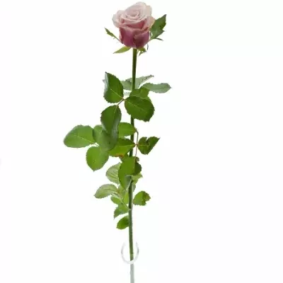 ROSA LADY RAPHAELA 60cm (XL)
