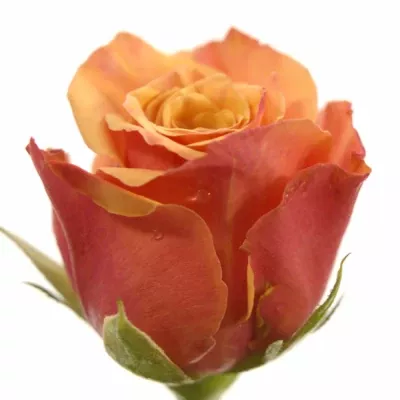 Růžová růže LEXSON 50cm (S)