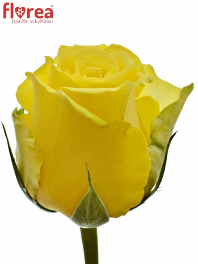 Žltozelená ruže Limelight 80cm (XL)