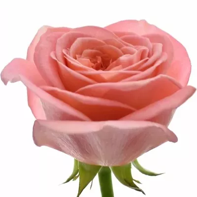 Luxusní růže LONDON EYE 50cm (XXL)