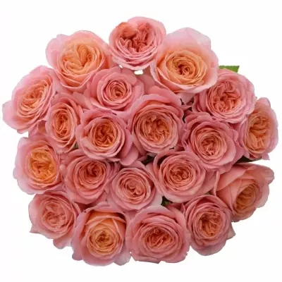 ROSA LONDON EYE 50cm (XL)