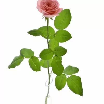 ROSA LONDON EYE 50cm (XL)