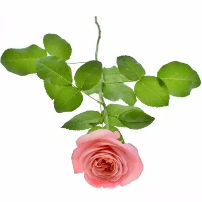 ROSA LONDON EYE 50cm (XL)