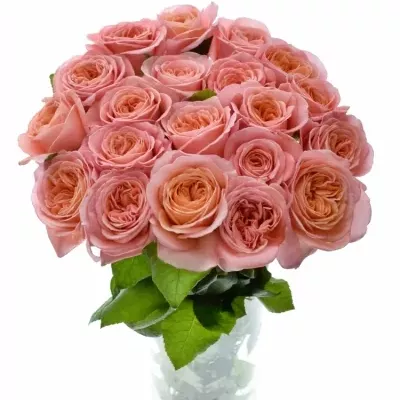 ROSA LONDON EYE 50cm (XL)