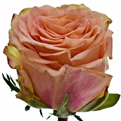 Růžová růže LOVE PEARL 40cm (L)