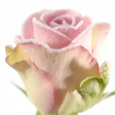 Růžová růže LOVELY JEWEL FROST 50cm (M)