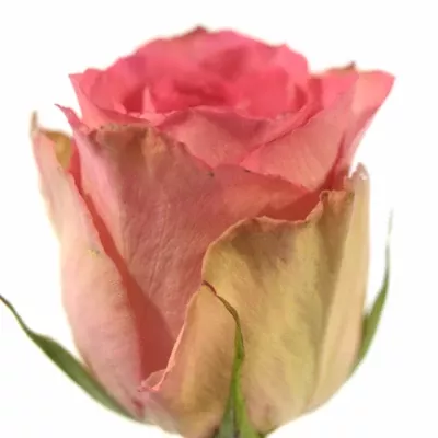 Rudá růže MADAM PINK 60cm (L)
