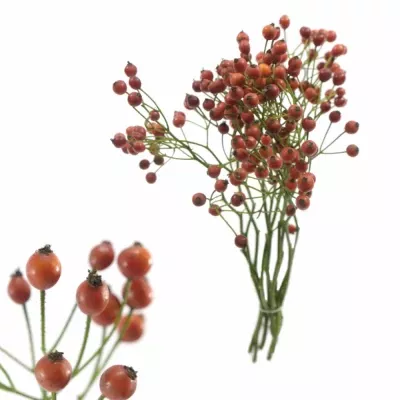 ROSA MAGICAL BULLET 30cm