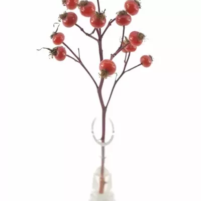 ROSA MAGICAL DELIGHT 30cm