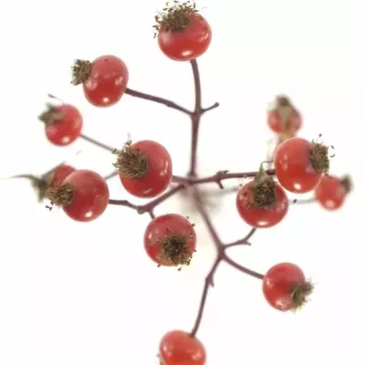 ROSA MAGICAL DELIGHT 30cm