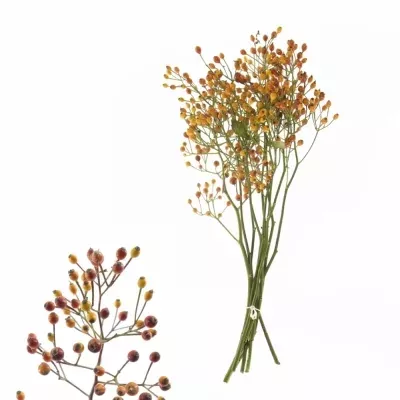 ROSA MAGICAL GOLD 35cm