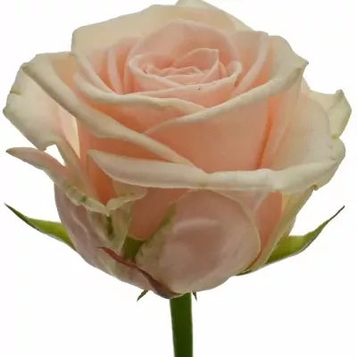 Růžová růže MAISIE+ 50cm (M)