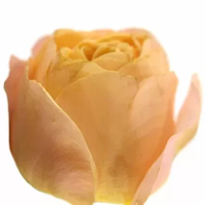 Růžová růže MARLYSE SALMON PINK 30cm/1+ (M)