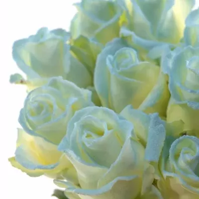 ROSA MARSHMALLOW LIGHT BLUE