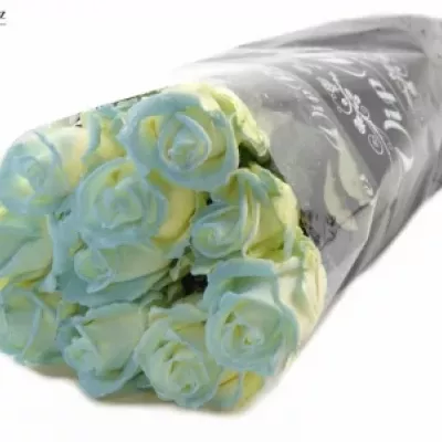 ROSA MARSHMALLOW LIGHT BLUE