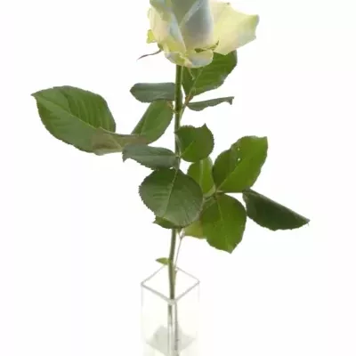 ROSA MARSHMALLOW LIGHT BLUE