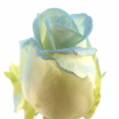 Modrobílá růže MARSHMALLOW LIGHT BLUE 70cm (M)