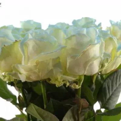 ROSA MARSHMALLOW LIGHT BLUE