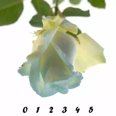 ROSA MARSHMALLOW LIGHT BLUE