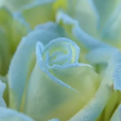 ROSA MARSHMALLOW LIGHT BLUE