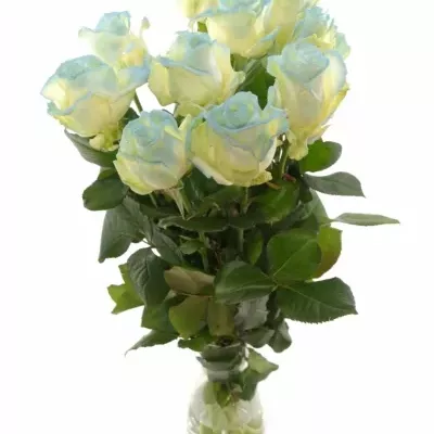 ROSA MARSHMALLOW LIGHT BLUE
