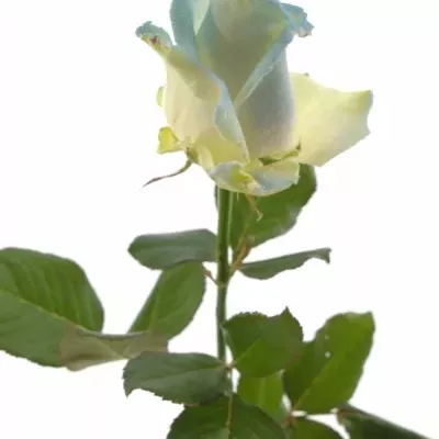 ROSA MARSHMALLOW LIGHT BLUE