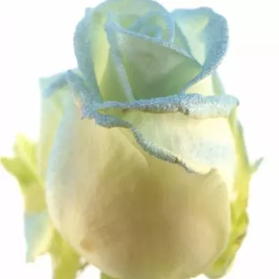 ROSA MARSHMALLOW LIGHT BLUE