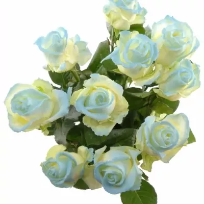 ROSA MARSHMALLOW LIGHT BLUE