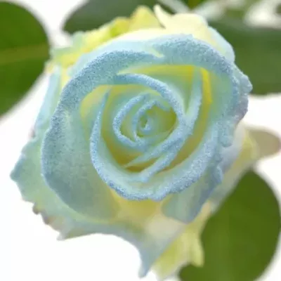 ROSA MARSHMALLOW LIGHT BLUE