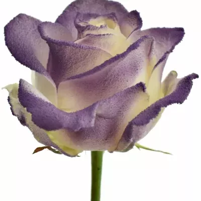 Bílofialová růže  MARSHMALLOW PURPLE 60cm (M)