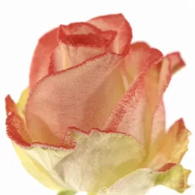 Bíločervená růže  MARSHMALLOW RED 60cm (M)