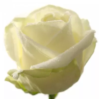 Modrobílá růže MARSHMALLOW WHITE 70cm (M)