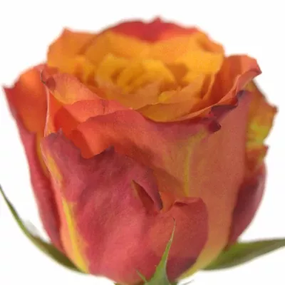 Oranžová růže MASALA 60cm (M)