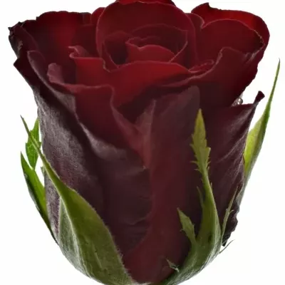 Červená růže MERCI 40cm (S)
