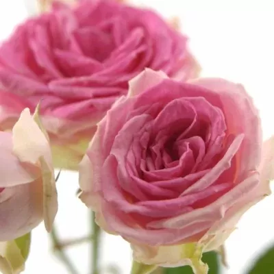 Růžová růže MIMI EDEN 35cm/2+ (S)