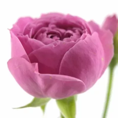 Růžová růže MISTY BUBBLES 40cm/+ (S)