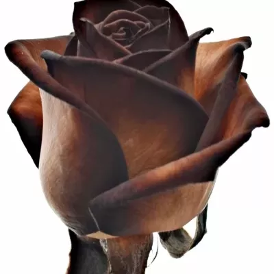 Hnědá růže MOCCA VENDELA 70cm (M)