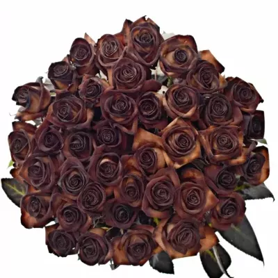 ROSA MOCCA VENDELA 70cm - HNĚDÁ RŮŽE (M)